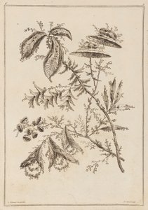 Branche fleurie - Jean Baptiste Pillement