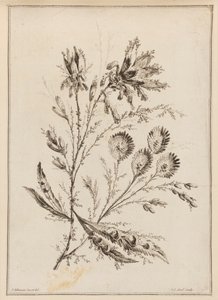 Branche de fleurs - Jean Baptiste Pillement
