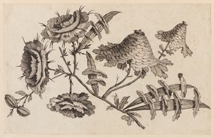 Branche de fleur, de "Recueil de Fleurs Chinois" - Jean Baptiste Pillement