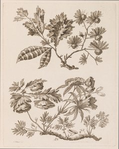 Brindilles de fleurs, de "Recueil de Différentes Fleurs de Fantaisie Dans le Goût Chinois" - Jean Baptiste Pillement