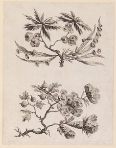 Branches fleuries de "Recueil de Fleurs Chinois" - Jean Baptiste Pillement