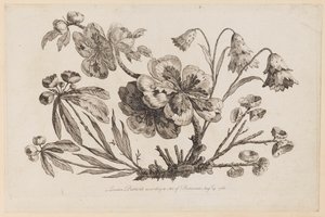 Branches fleuries, de "Recueil de Fleurs de Chinois" - Jean Baptiste Pillement