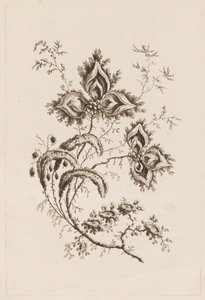 Branche de fleur, de "Fleures Persannes" - Jean Baptiste Pillement