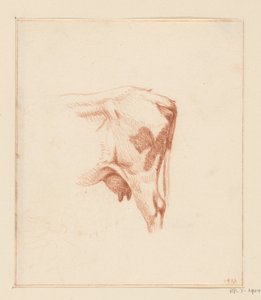 Pattes arrière d