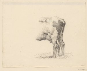 Pattes arrière d