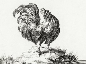 Un poulet, perché sur une colline - Jean Bernard