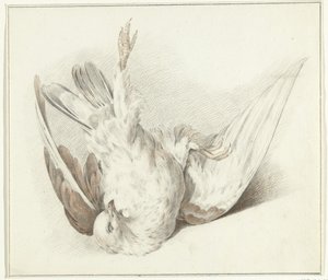 Pigeon mort