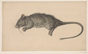 Rat mort - Jean Bernard
