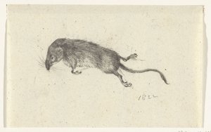Souris morte