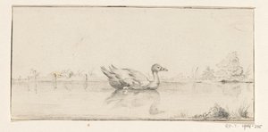 Canard dans l