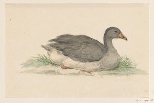 Canard, vers la droite - Jean Bernard