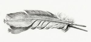 Plume - Jean Bernard