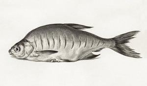 Fish (1775-1833) - Jean Bernard