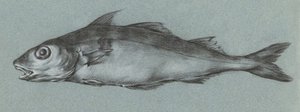 Fish Green (1775-1833) - Jean Bernard