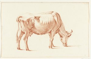 Vache broutant, vers la droite