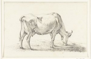 Vache broutant, vers la droite - Jean Bernard
