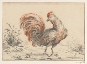 Coq - Jean Bernard