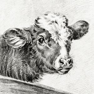 Tête de vache - Jean Bernard