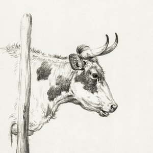 Tête de vache, vue de droite (1820) - Jean Bernard