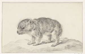 Jeune ours (?) - Jean Bernard