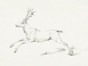 Le cerf bondissant - Jean Bernard