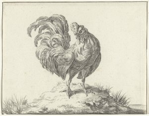 Poulet, debout sur une colline