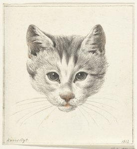 Tête de chat, vue de face à la lumière d