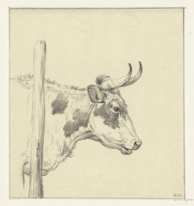 Tête de vache, vers la droite - Jean Bernard