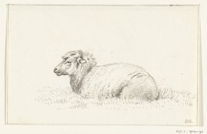 Mouton couché, vers la gauche