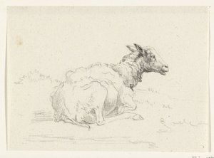 Mouton couché, vers la droite