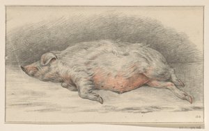 Cochon couché, vers la gauche
