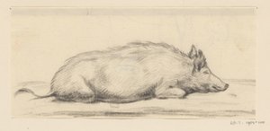 Cochon couché, vers la droite