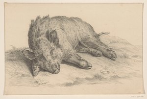 Sanglier couché