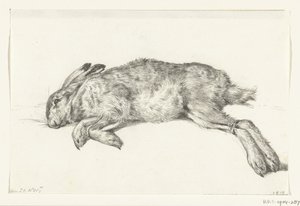 Lièvre mort couché