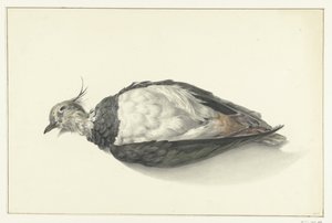 Vanneau mort couché - Jean Bernard