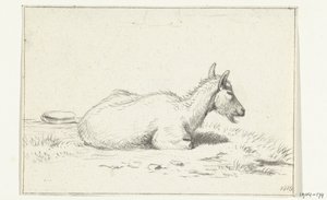 Chèvre couchée, vers la droite