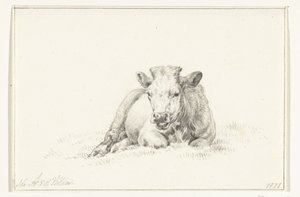 Vache couchée, de face