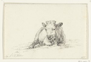 Vache couchée, de face