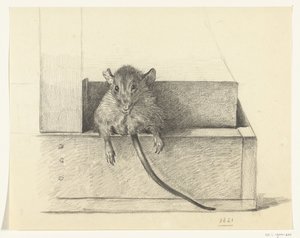 Souris (dans un piège?)