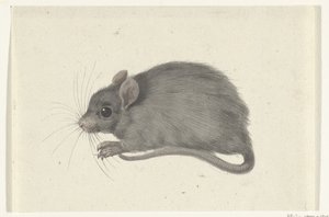 Souris, vers la gauche - Jean Bernard