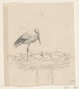Cigogne sur un nid