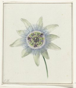 Fleur de la passion