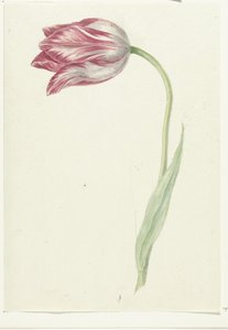 Tulipe rose - Jean Bernard