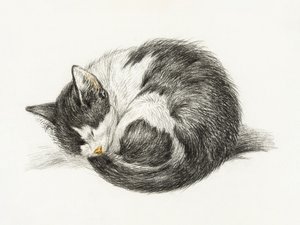 Chat endormi recroquevillé (1825) - Jean Bernard