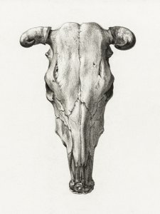 Crâne de vache - Vue de face (1816) - Jean Bernard