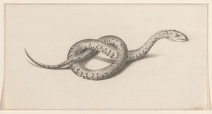Serpent - Jean Bernard