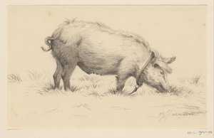 Cochon urinant debout, vers la droite, dans l