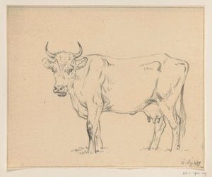 Vache debout, vers la gauche - Jean Bernard