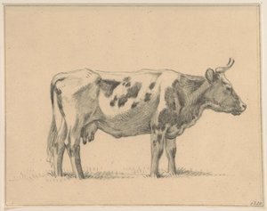 Vache debout, vers la droite - Jean Bernard