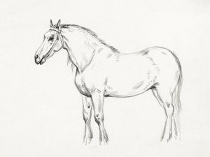 Cheval debout (1818) - Jean Bernard